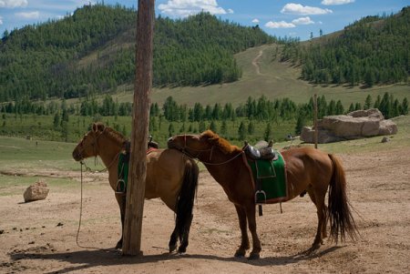 Чем отличается монгольская лошадь внешний вид характеристики породы