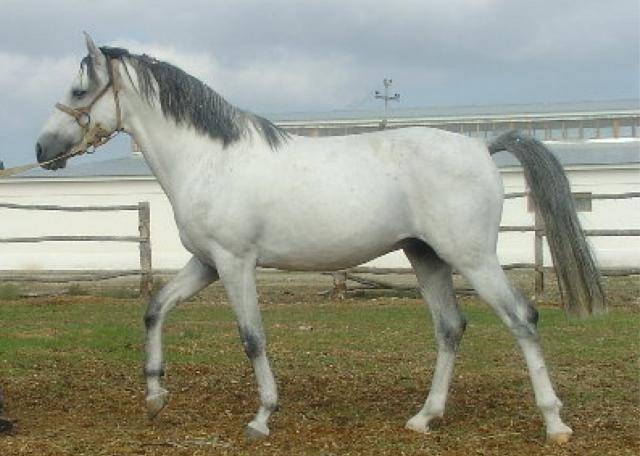 Делибозская (казахская) лошадь, фото