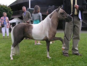 Мини-лошадь, фото