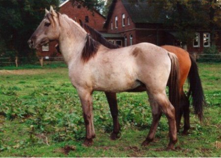 Иберийская лошадь, фото