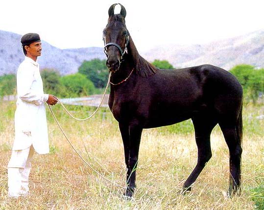 Индийская полукровная лошадь на родине, фото
