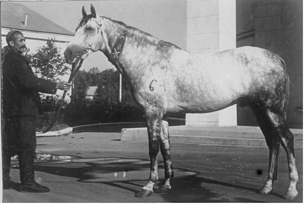 Иомудская лошадь, фото