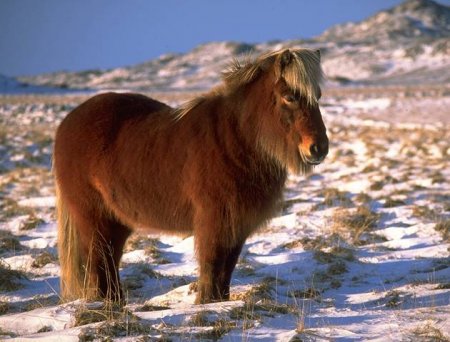 Исландская лошадь, фото