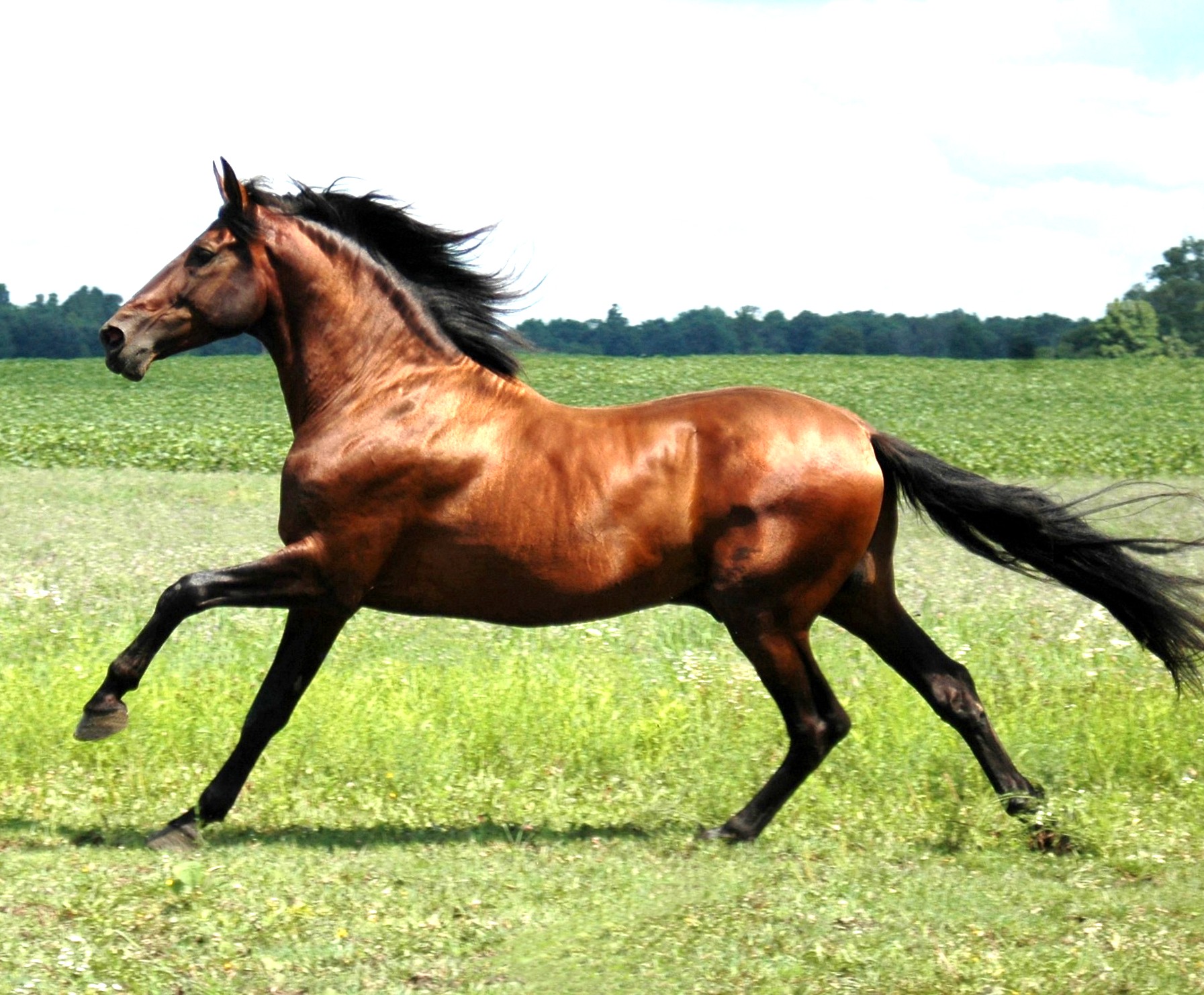 гнедая лошадь фото цвет