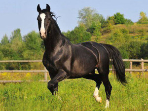 Казахская порода лошади, фото