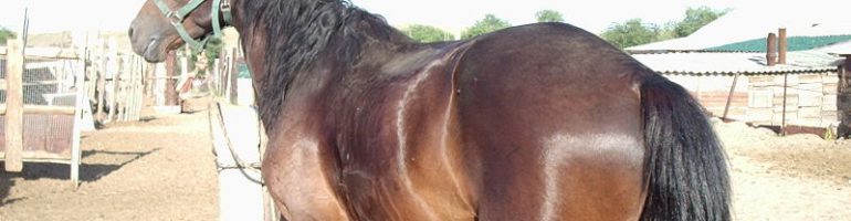 Казахская порода лошади