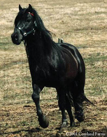 Канадская порода лошадей, фото