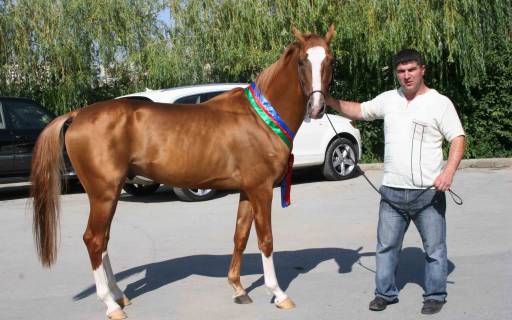 Карабахская лошадь с хозяином, фото