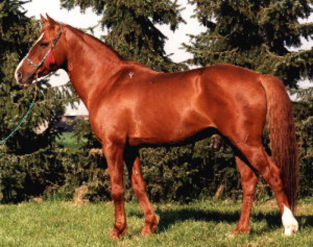 Карабахская лошадь, фото