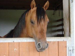 Квотерхорс (Четвертьмильная лошадь) в загоне, фото