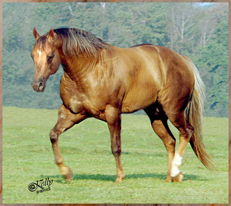 Квотерхорс (Четвертьмильная лошадь) на лугу, фото
