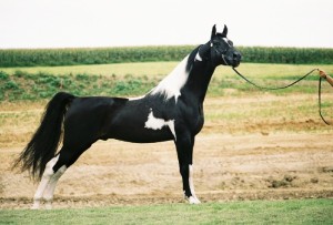Кентуккийская горная верховая лошадь, фото