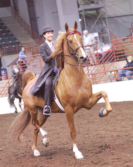 Кентуккийская горная верховая лошадь на арене, фото
