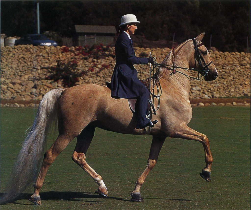 Кентуккийская горная верховая лошадь с наездницей, фото