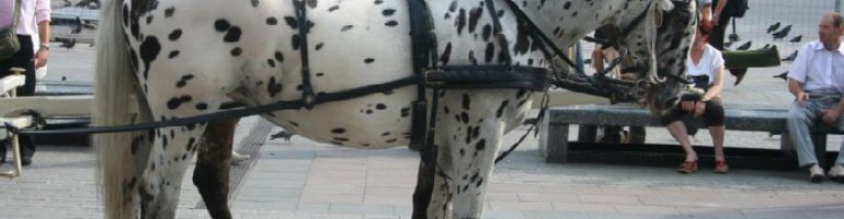 Кнабструбская лошадь