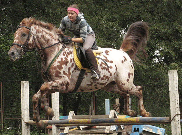 Кнабструбская лошадь преодолевает препятствия, фото