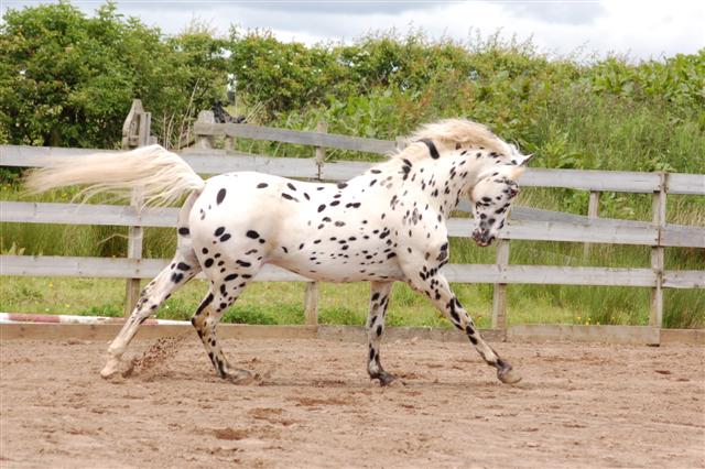 Кнабструбская лошадь, фото