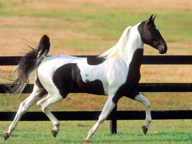 Красивая Американская верховая лошадь (сэдлбред), фото