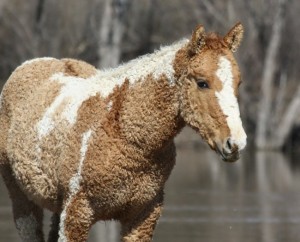 Красивая кучерявая Забайкальская лошадь, фото