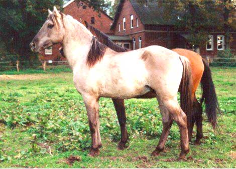 Красивая лошадь Иберийской породы, фото