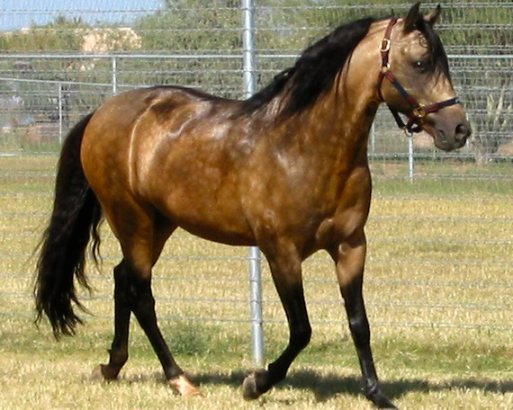 Красивая лошадь породы Мангаларга Маршадор, фото