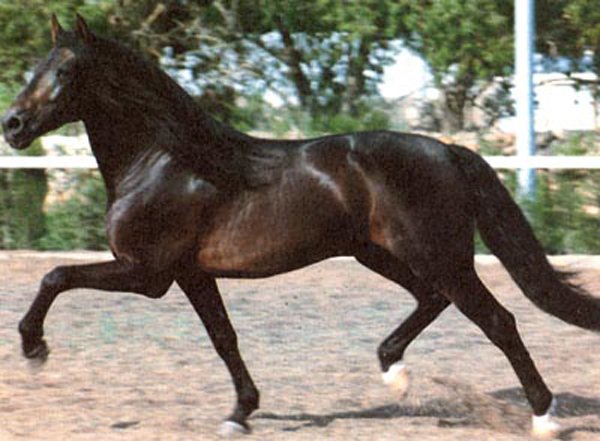 Красивая чистокровная испанская лошадь, фото