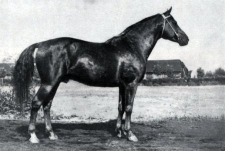 Кустанайская порода коней