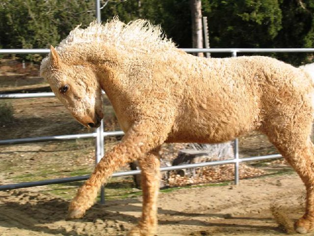 Кучерявая Забайкальская лошадь, фото