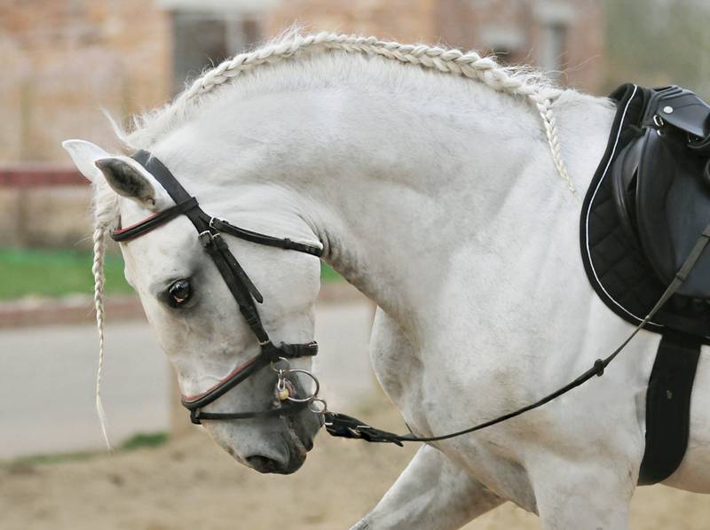 Липицианская лошадь с косичкой, фото
