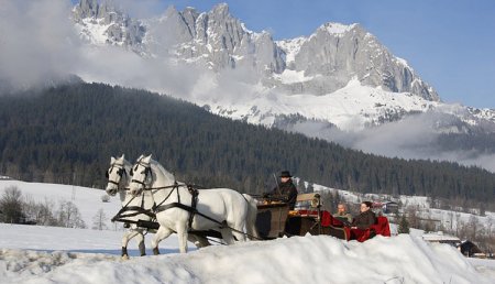 Липицианцы в альпах, фото