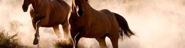 Фредериксборгская порода лошадей