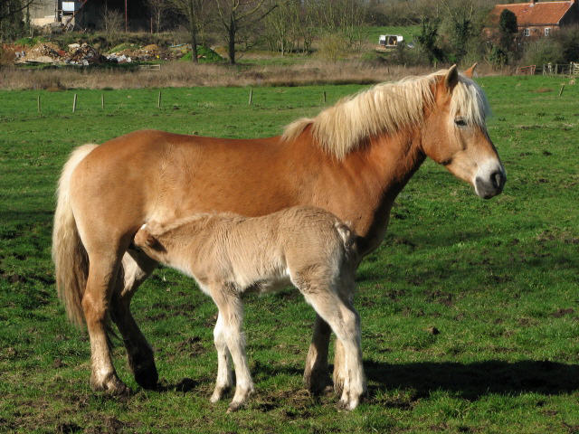 Лошадь Хафлингер с жеребенком, фото