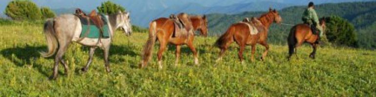 Алтайская порода лошадей