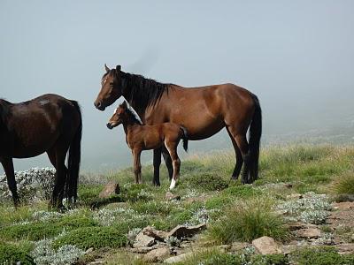 Лошадь породы Басуто с жеребенком, фото