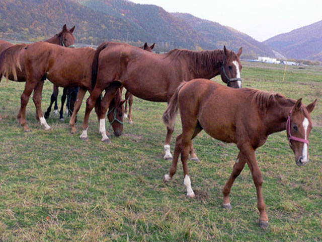 Лошади породы Гидран в табуне, фото