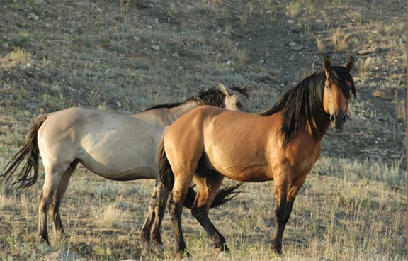 Лошади породы Кигер-мустанг на природе, фото
