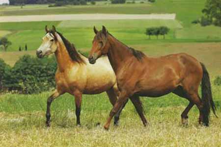 Лошади породы Мангаларга Маршадор, фото
