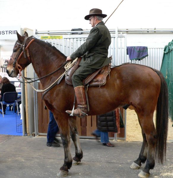Лошади породы Мареммано с наездником, фото