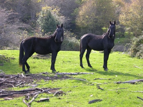 Лошади породы Сан Фрателло, фото
