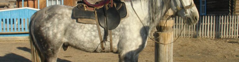Лошади Алтайской породы