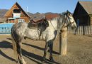 Лошади Алтайской породы