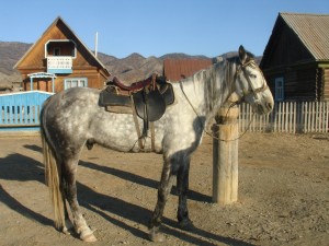 Лошадь Алтайской породы, фото