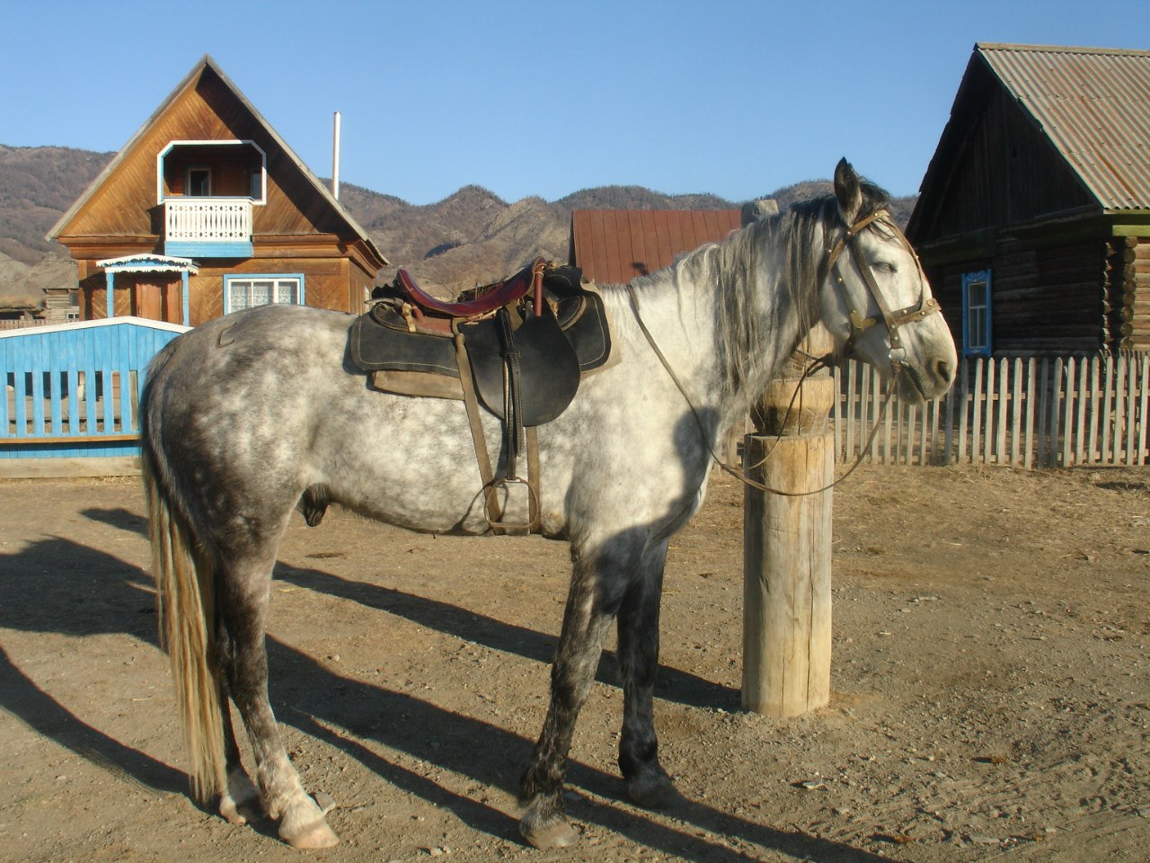 Алтайская лошадь характеристики лошади алтайской породы