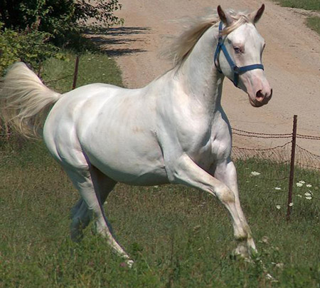 Лошадь Американский альбинос, фото