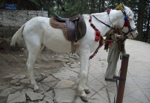 Лошадь Белуджистанской породы, фото