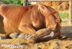 Лошадь Донской породы на отдыхе, фото