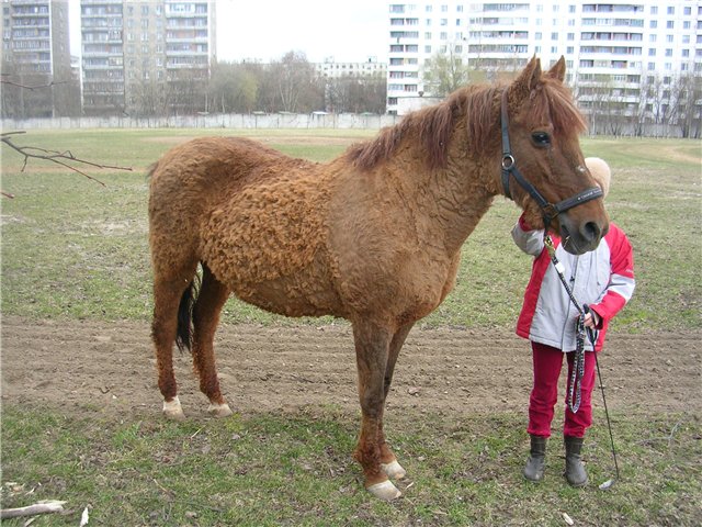 Лошадь Локайской породы, фото