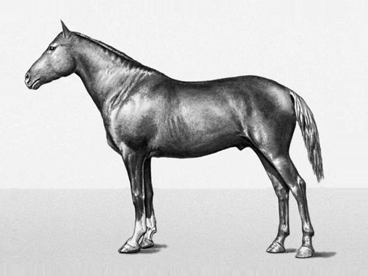 Лошадь Мегрельской породы, фото