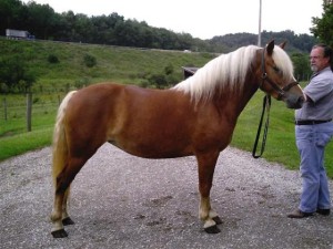 Лошадь Хафлингер, фото