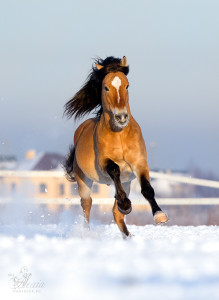 Лошадь белорусской упряжной породы на бегу, фото